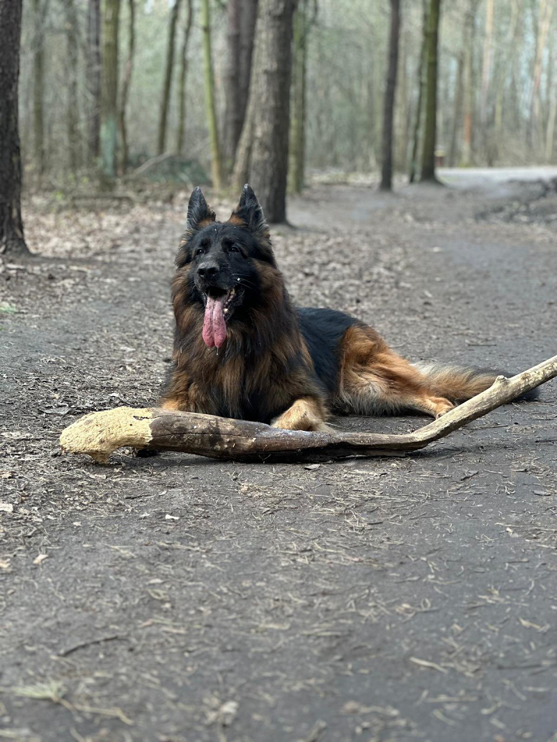 波兰传奇CS职业选手pashaBiceps发文告别因癌症去世的爱犬